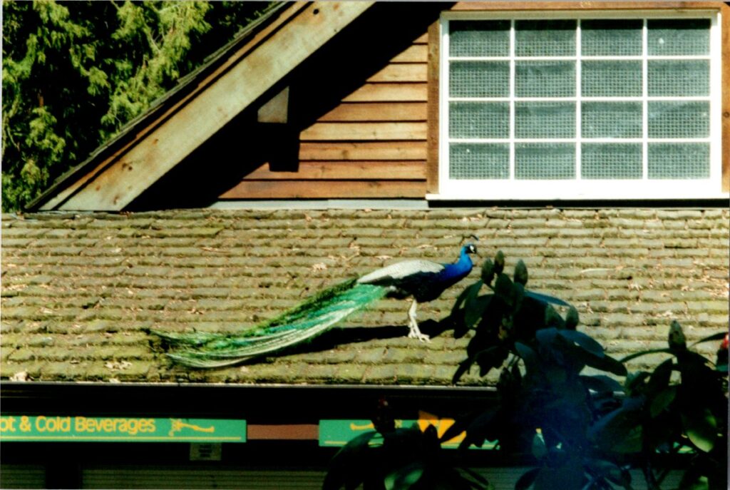 Peacock, Stanley Park, Vancouver