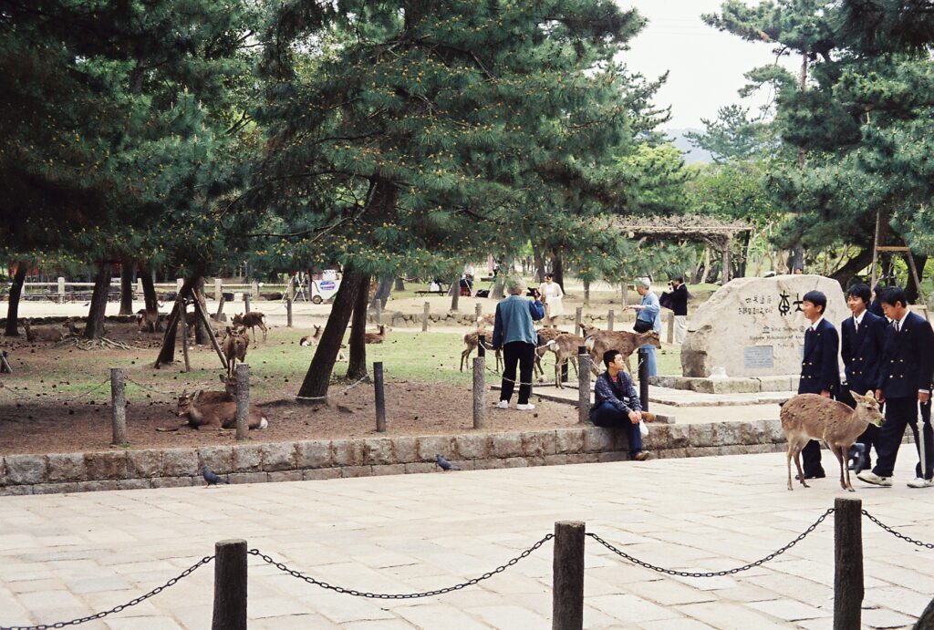 hungry deer in Nara, Japan