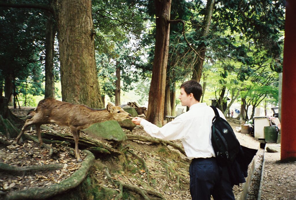 hungry deer in Nara, Japan