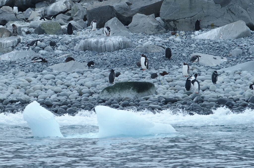 Penguins at Fort Point, South Shetland Islands