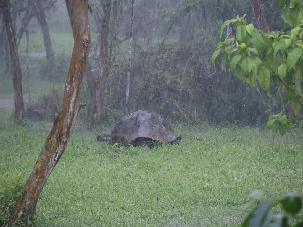 Galapagos Tortoise, Santa Cruz highlands