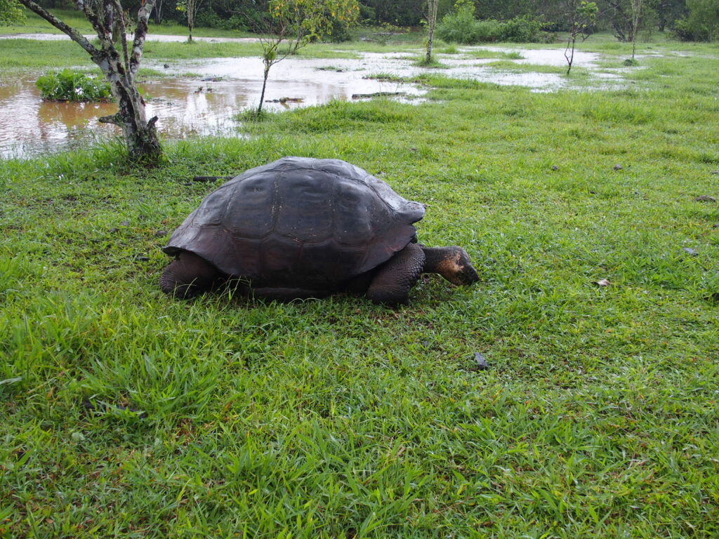 Galapagos Tortoise, Santa Cruz highlands