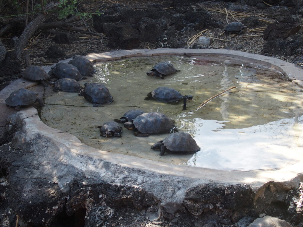 Juvenile Galapagos tortoises, Darwin Foundation