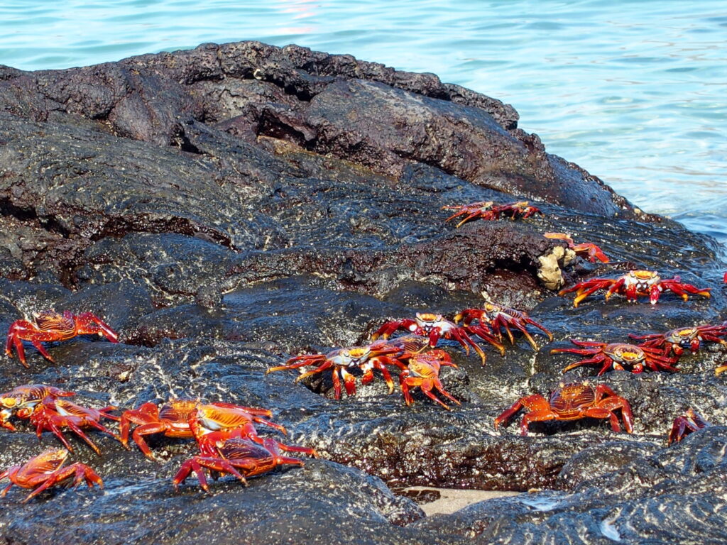 Crabs, Santiago Island