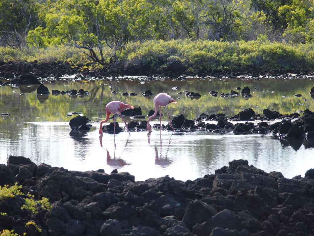 Flamingo, Santa Cruz island