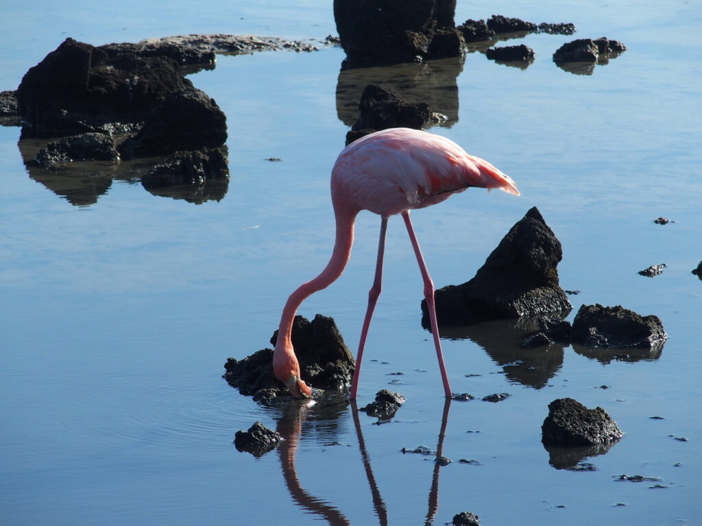 Flamingo, Santa Cruz island