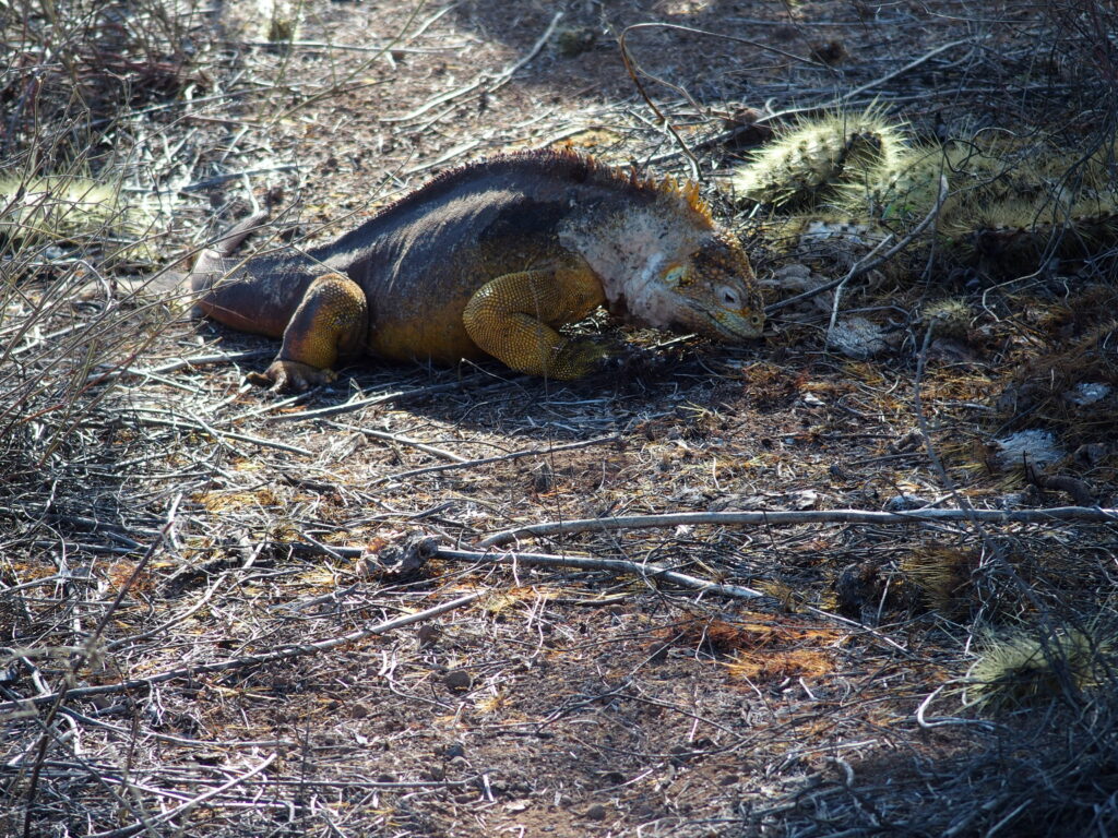 Land Iguana, Santa Cruz island