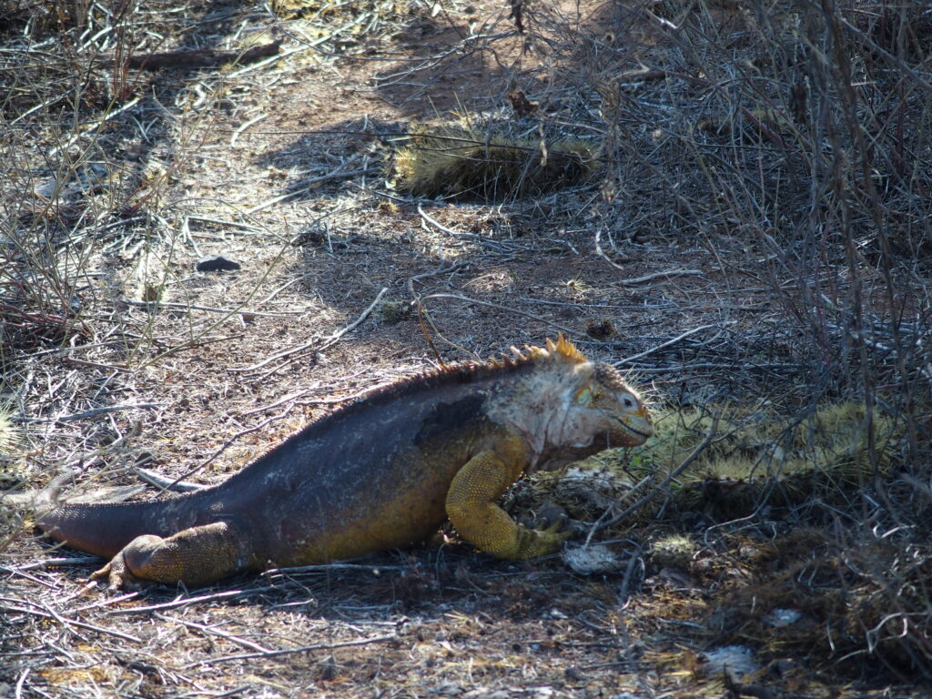 Land Iguana, Santa Cruz island