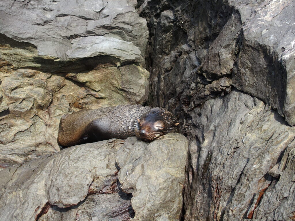 Galapagos fur seals, Buccaneer Cove, Santiago Island