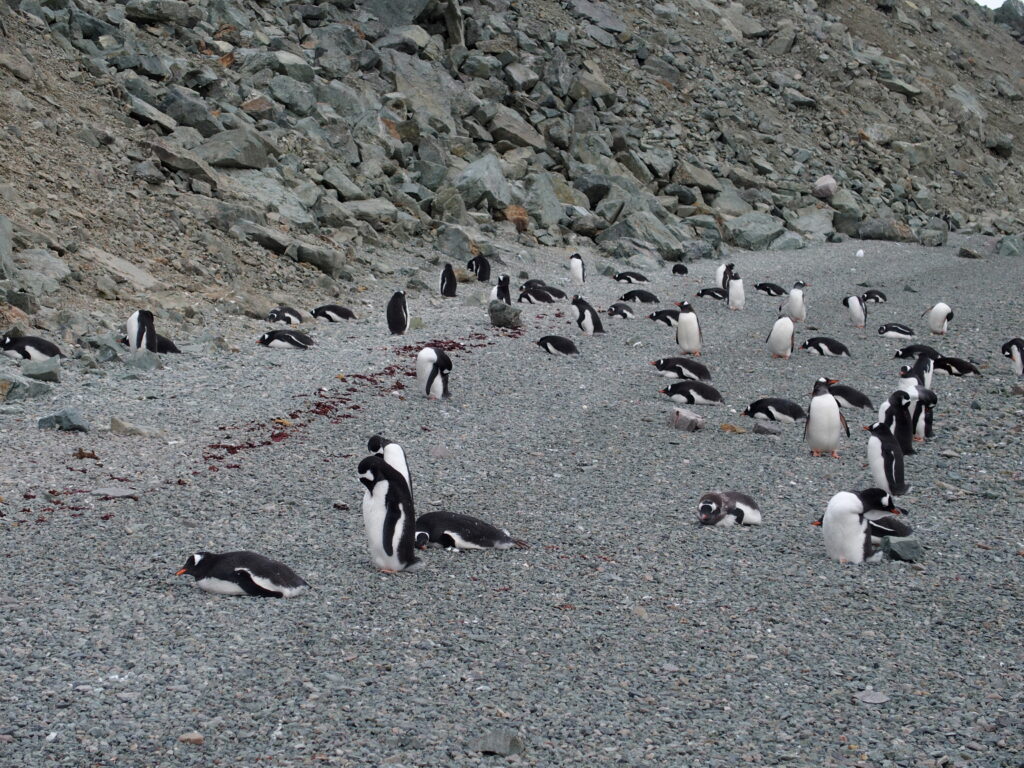 Gentoo penguins, Danco Island