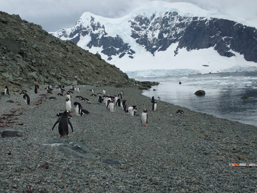 Gentoo penguins, Danco Island