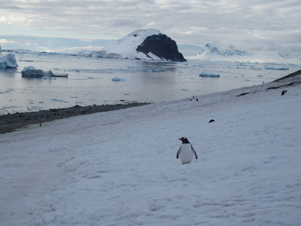 Gentoo penguins, Danco Island