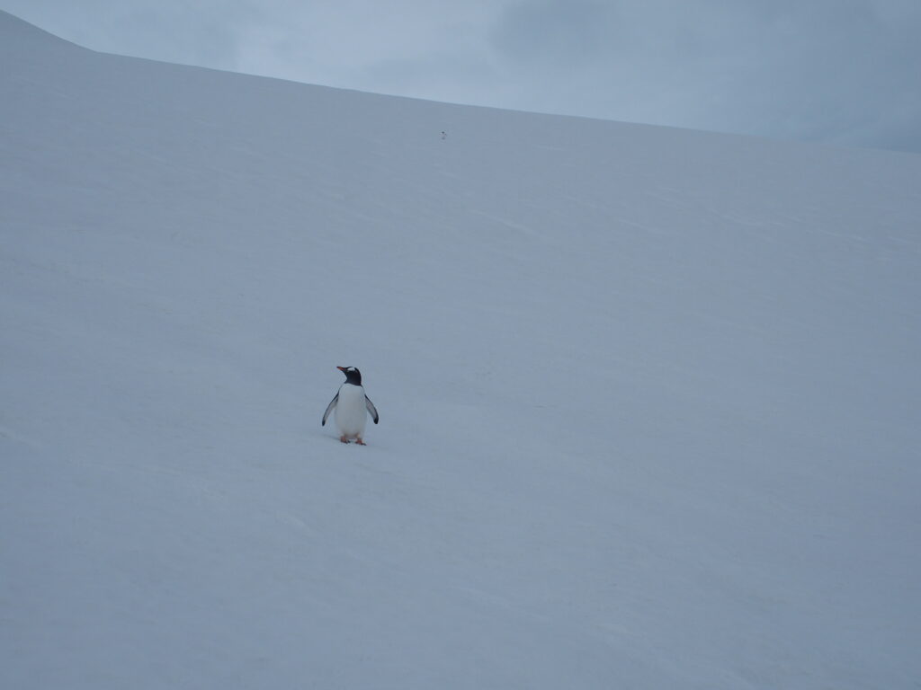 Gentoo penguin, Danco Island