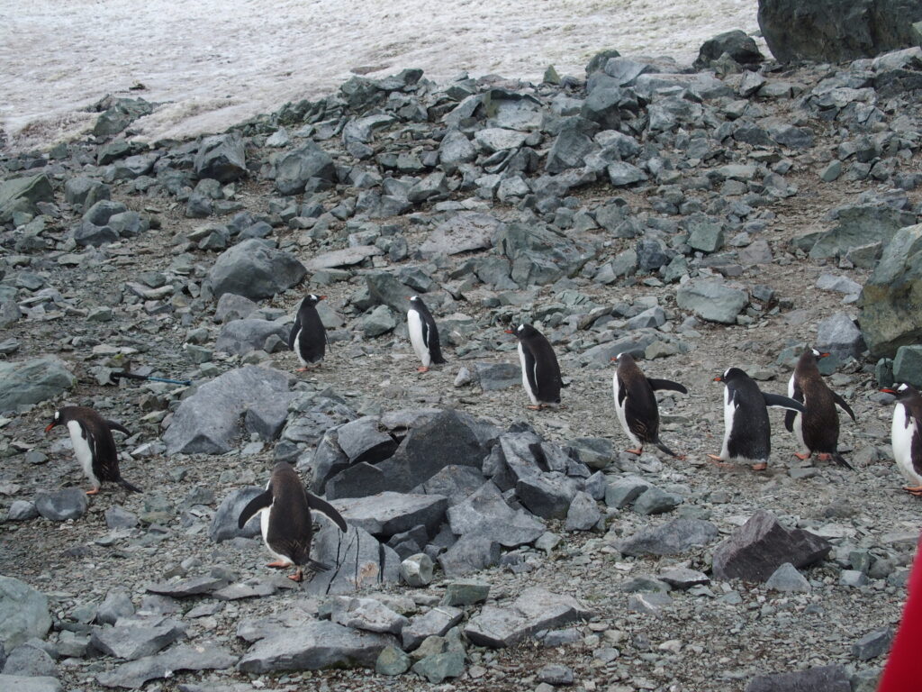 Gentoo penguins, Danco Island