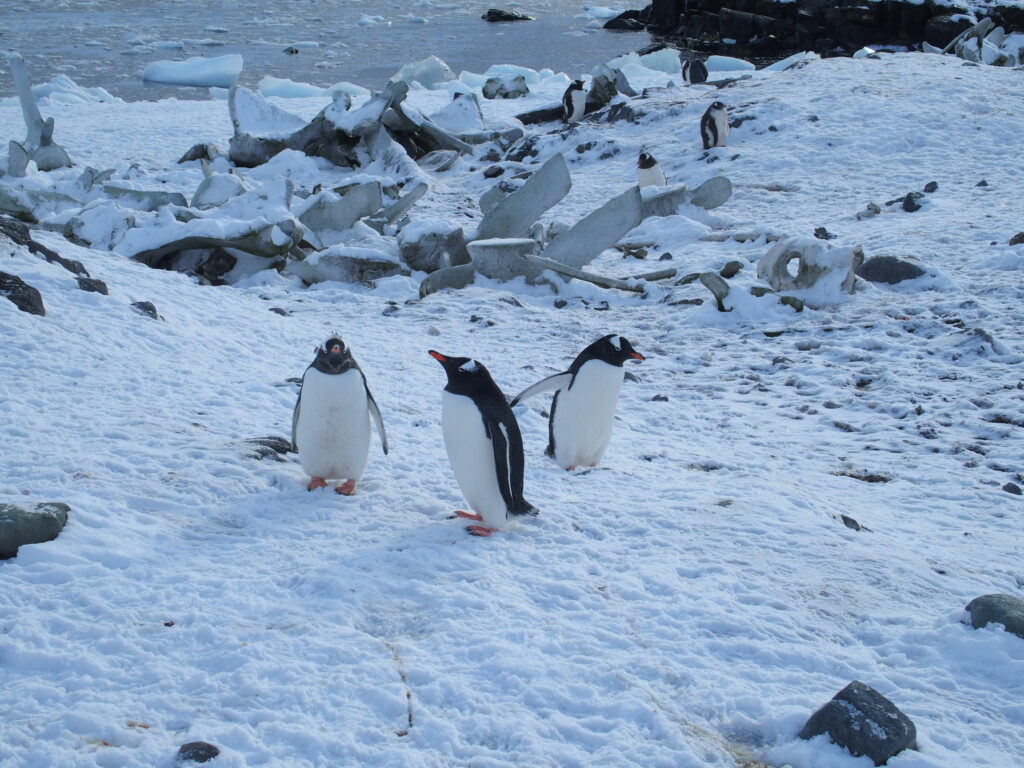 Gentoo penguin, whale bones D'Hainaut island