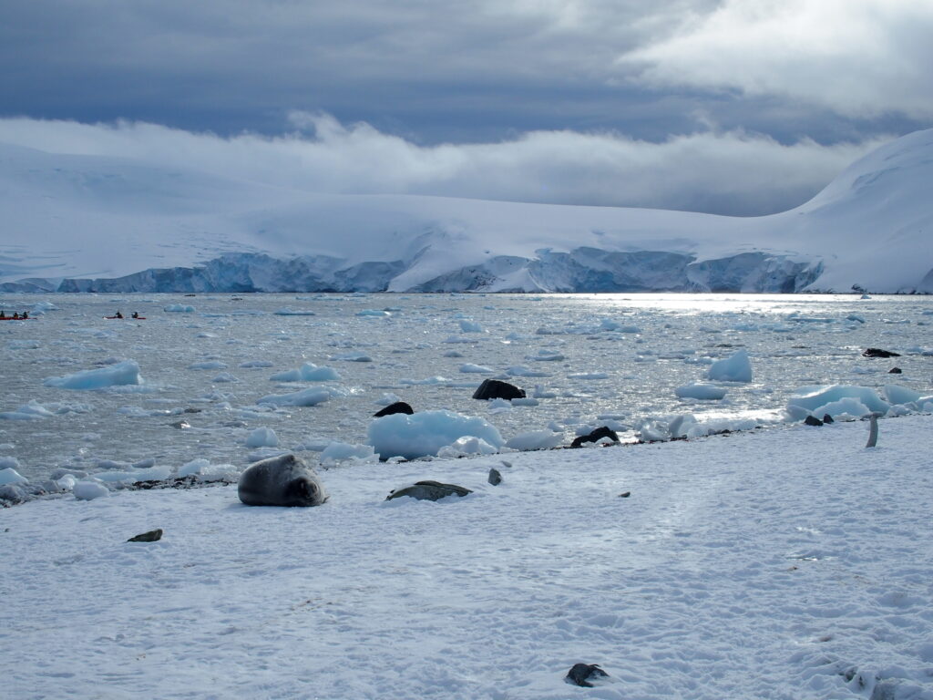 Seals and kayaks, D'Hainaut island