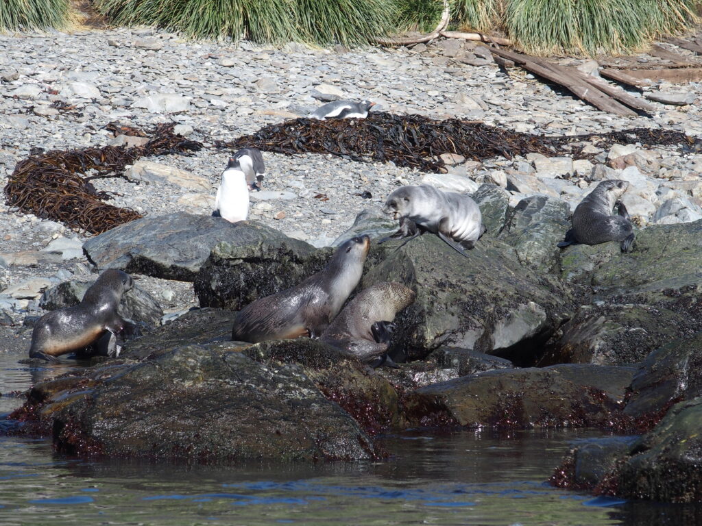 Fur seals and penguins, South Georgia