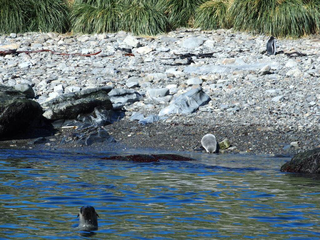 Fur seals and penguins, South Georgia