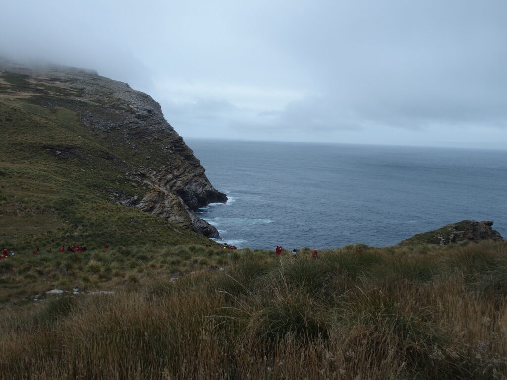 Nesting cliffs, West Point Island, Falklands