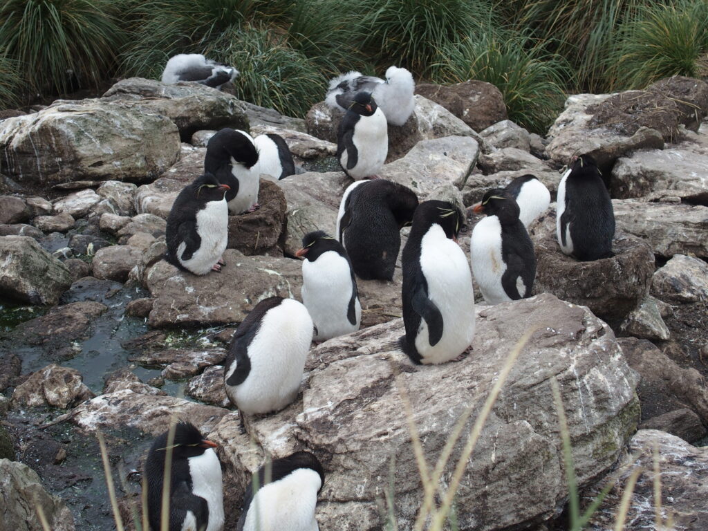Rockhopper penguins, Falkland Islands