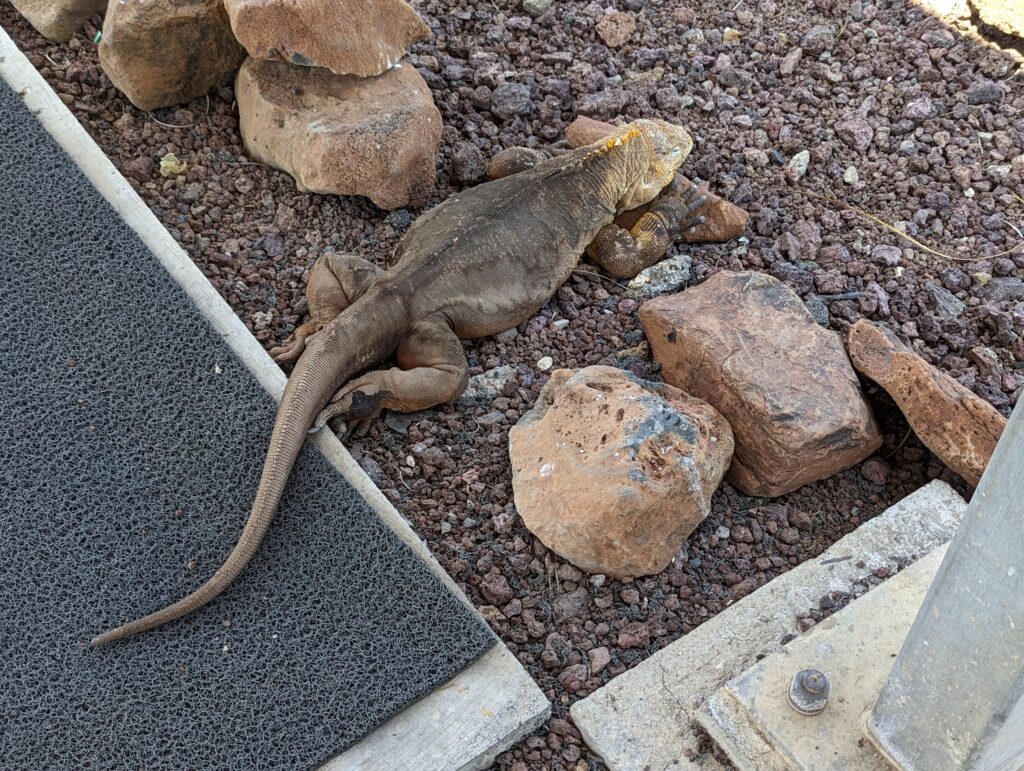 Land iguana at Baltra airport