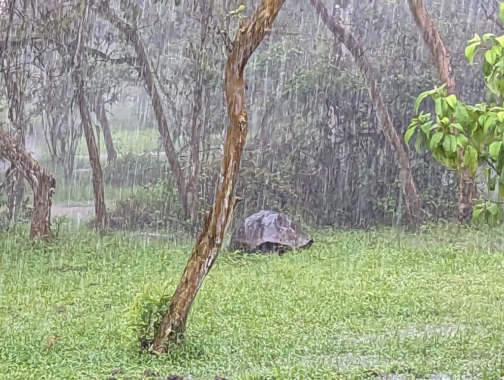 Galapagos Tortoise, Santa Cruz highlands