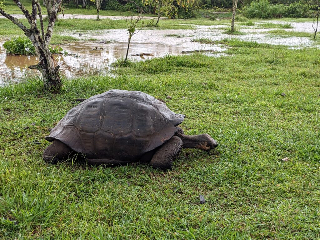 Galapagos Tortoise, Santa Cruz highlands