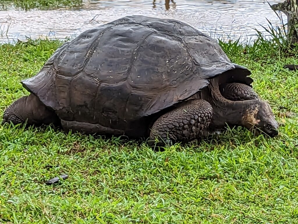 Galapagos Tortoise, Santa Cruz highlands