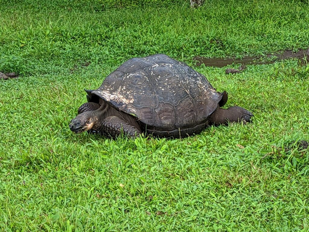 Galapagos Tortoise, Santa Cruz highlands