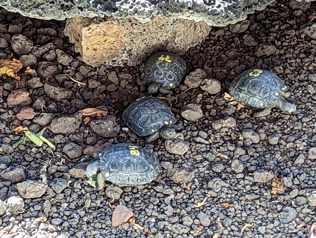 Baby Galapagos tortoises, Darwin Foundation