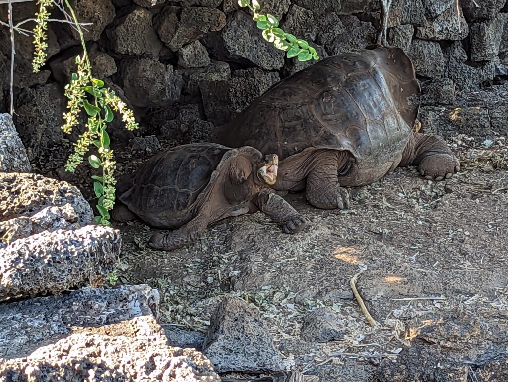 Galapagos tortoises, Darwin Foundation