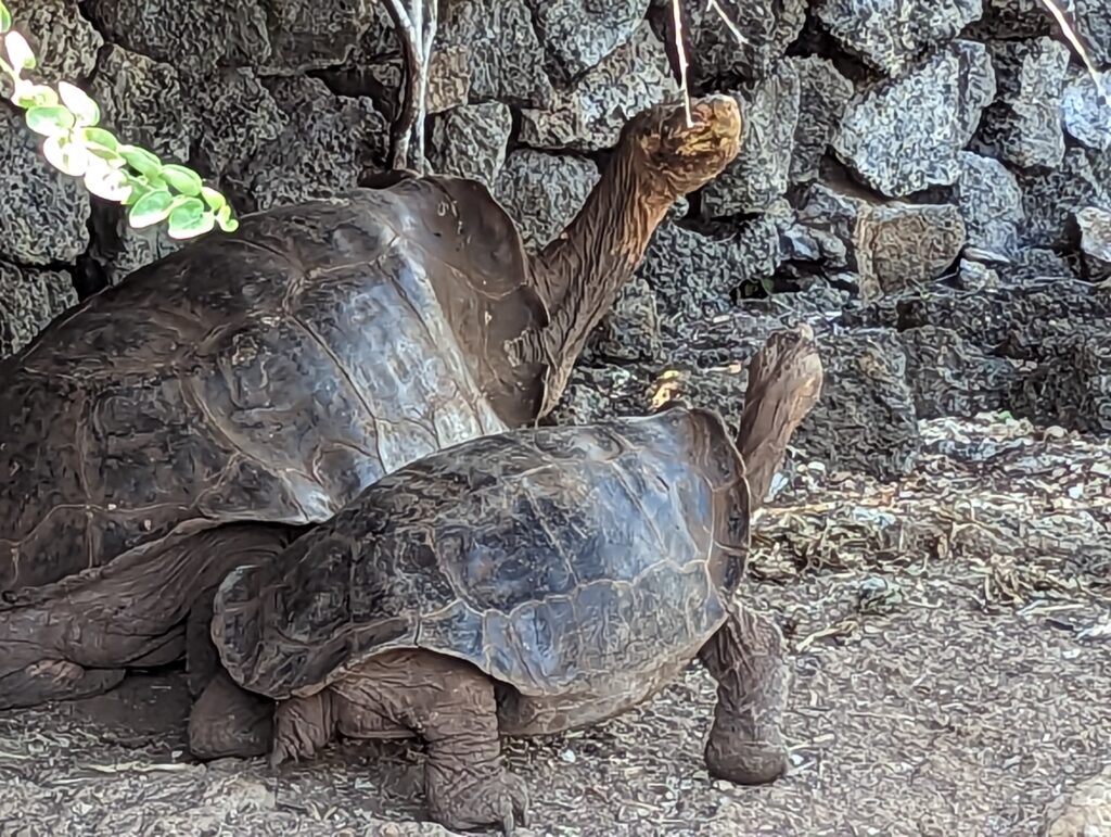 Galapagos tortoises, Darwin Foundation