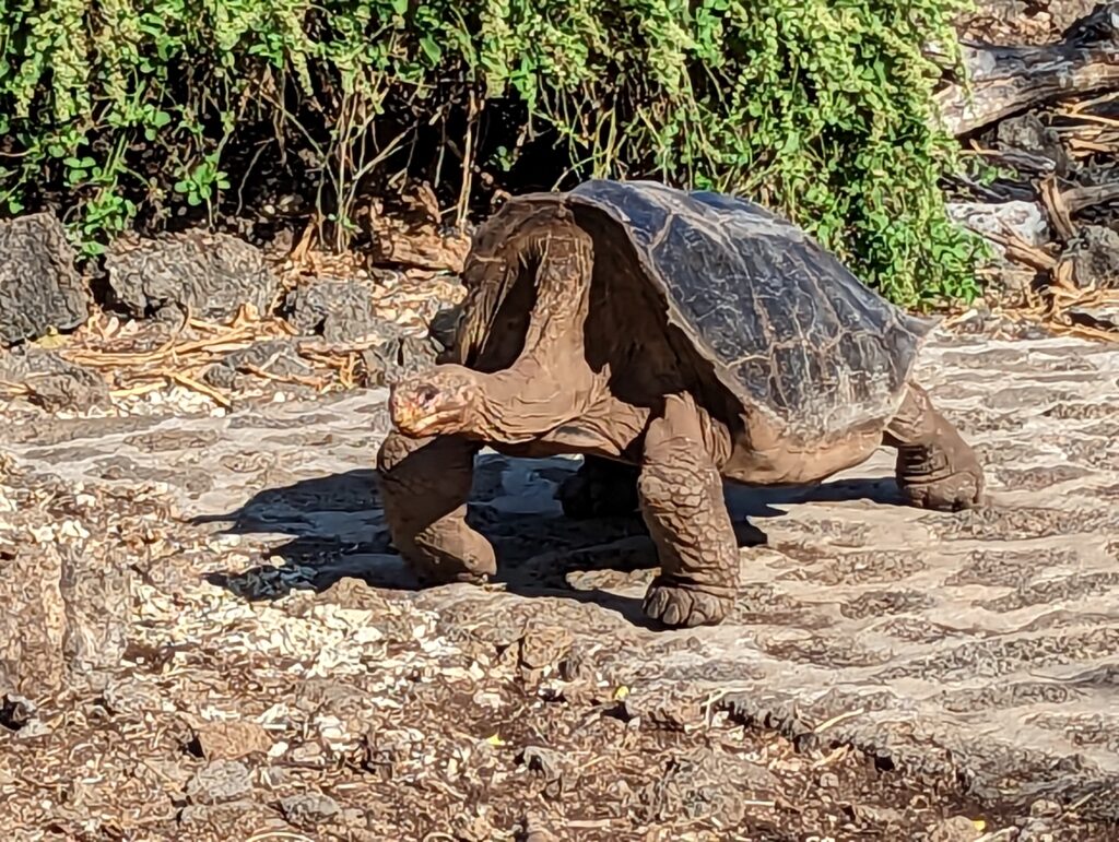 Galapagos tortoises, Darwin Foundation