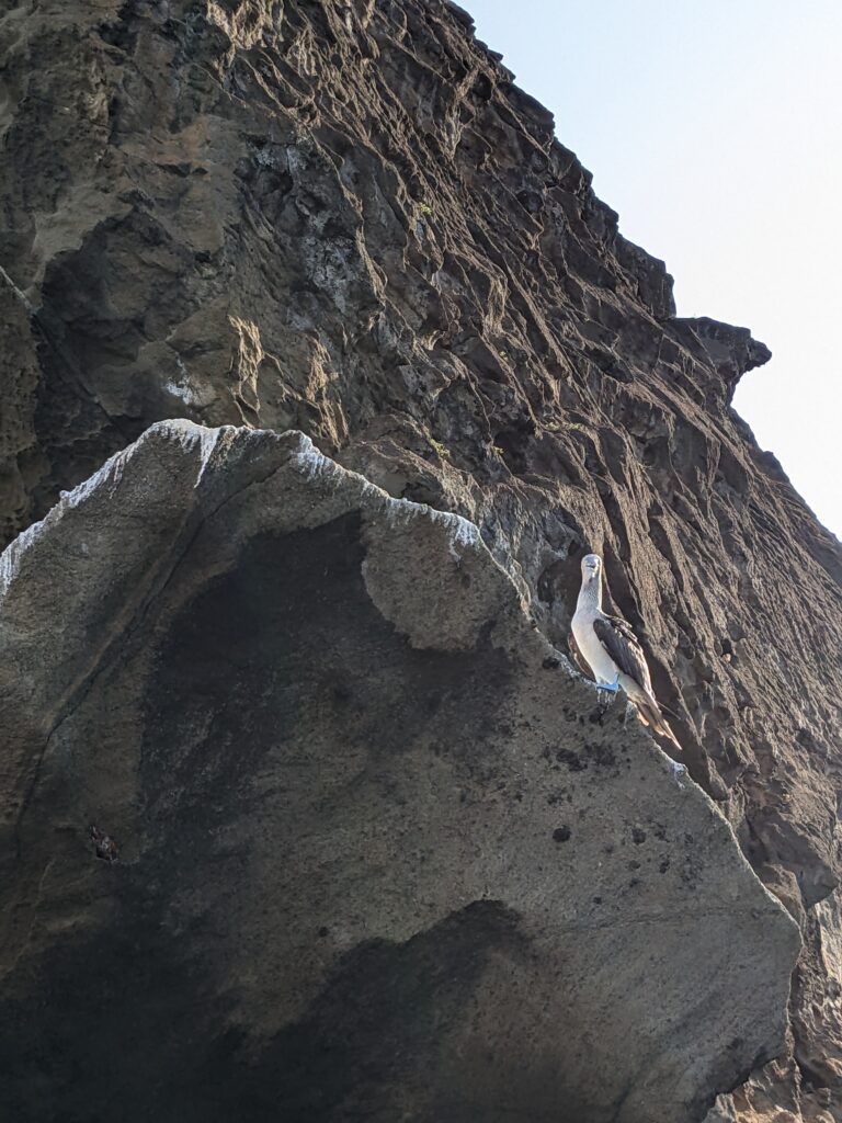 Blue-footed boobie