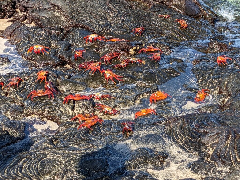 Crabs, Santiago Island