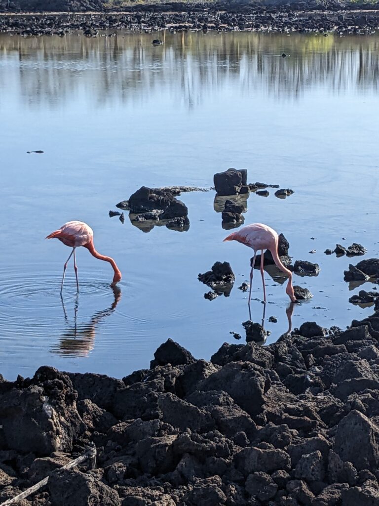 Flamingos, Santa Cruz island
