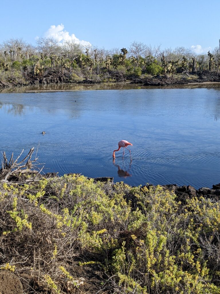 Flamingo, Santa Cruz island