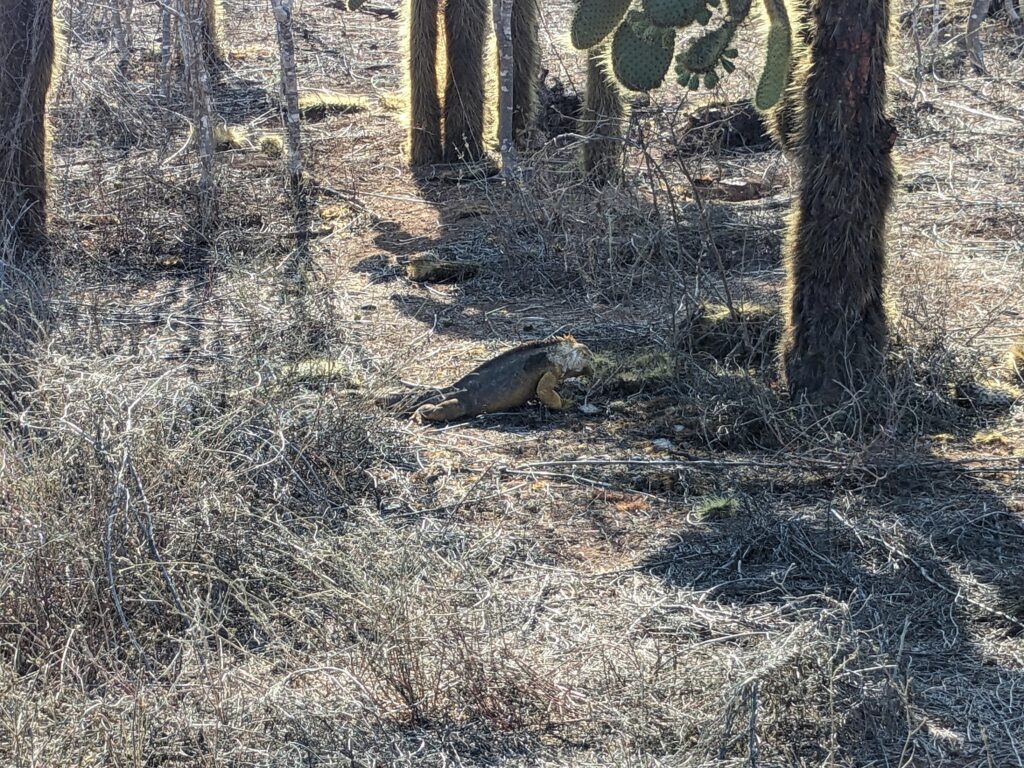 Land iguana, Santa Cruz island