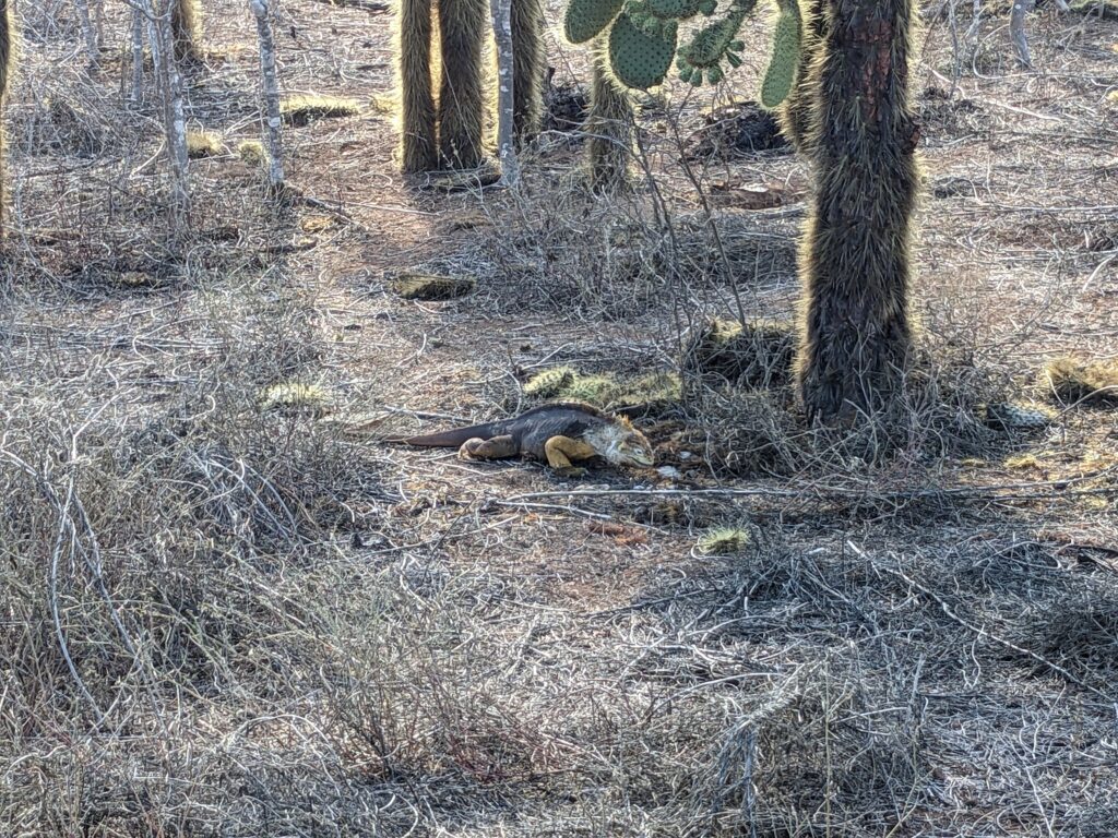 Land iguana, Santa Cruz island