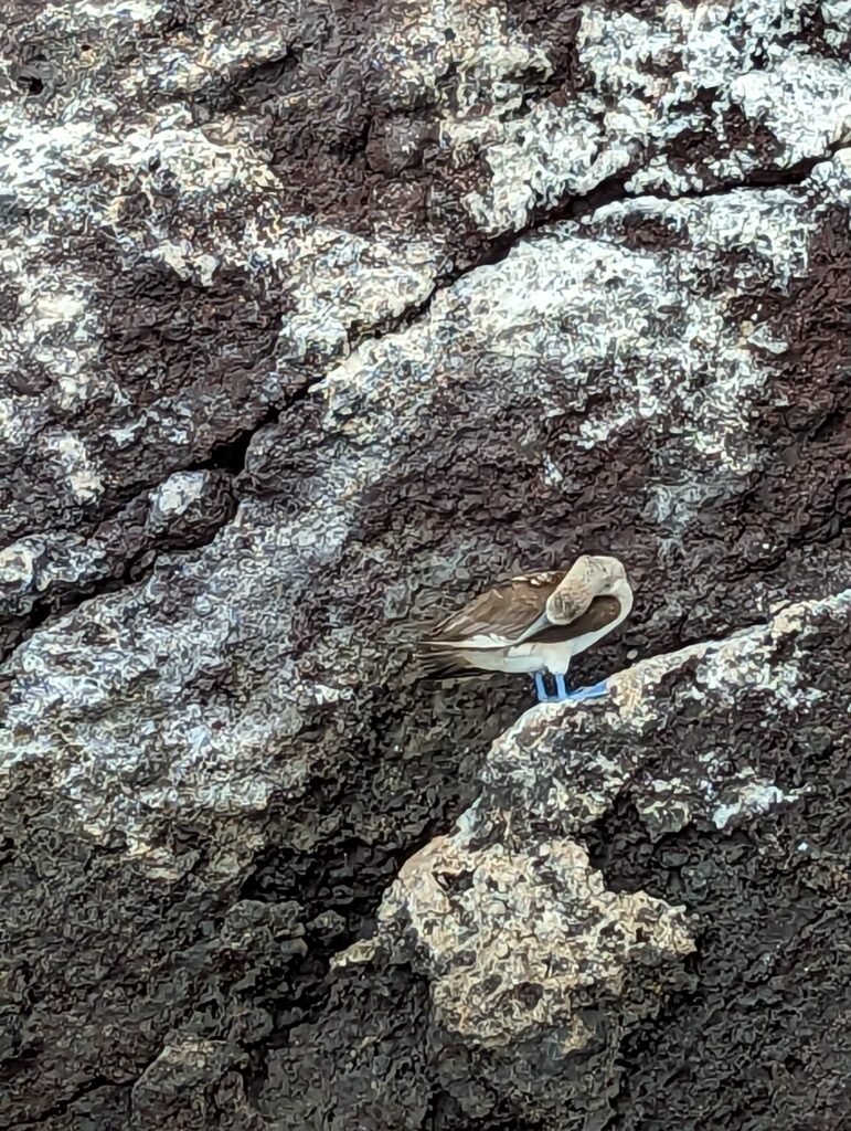 Blue-footed boobie