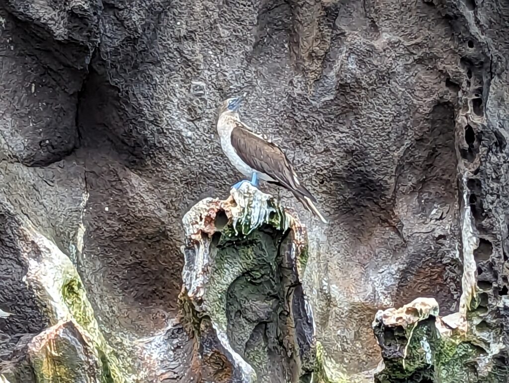 Blue-footed boobie