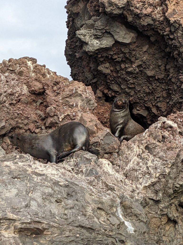 Galapagos fur seals, Buccaneer Cove, Santiago Island
