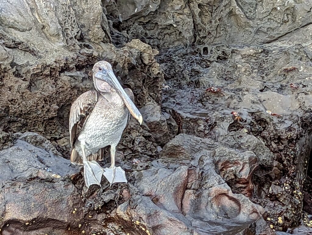Brown pelican, Buccaneer Cove, Santiago Island