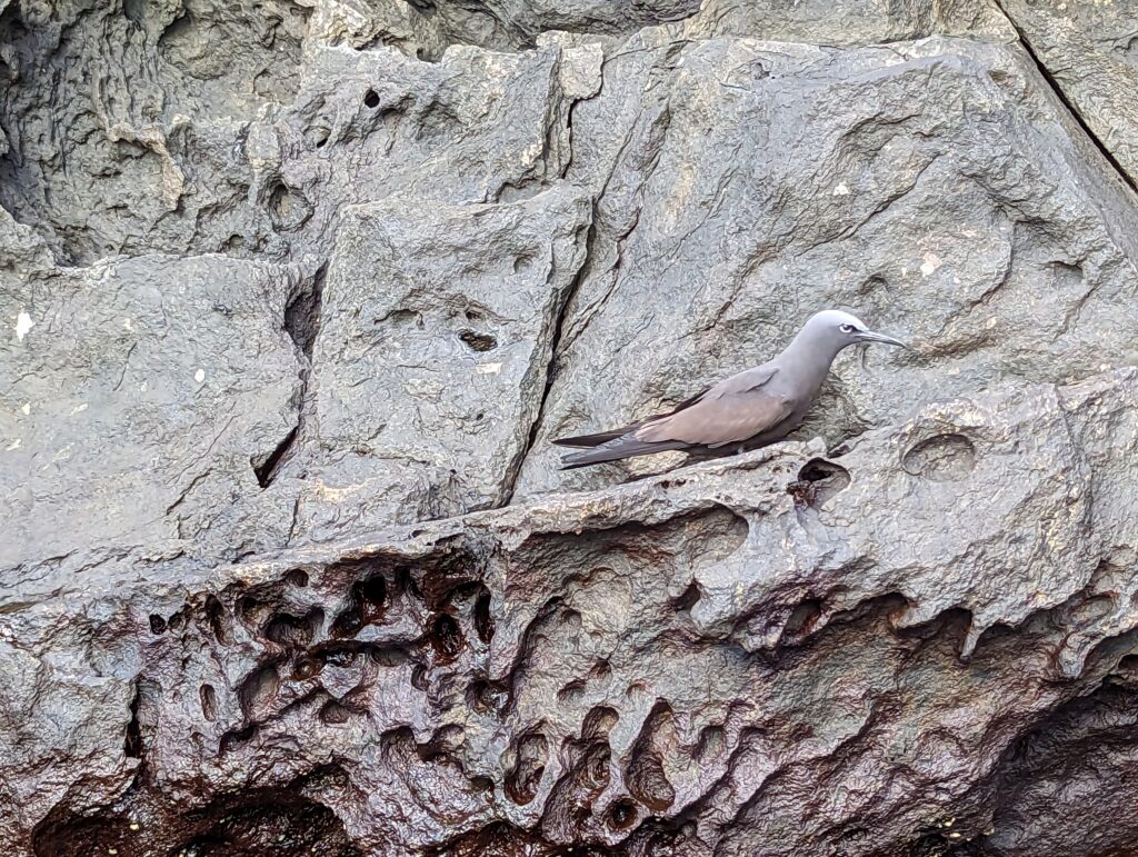 Brown Noddy Tern, Buccaneer Cove, Santiago island