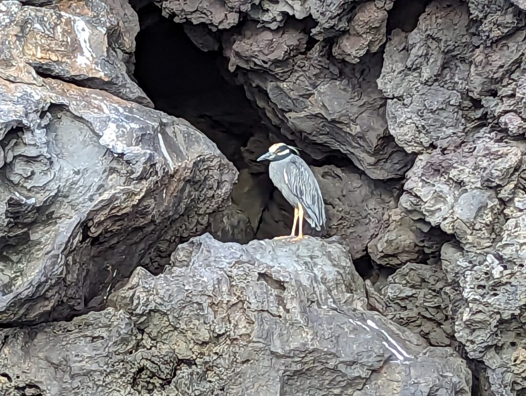 Galapagos Heron, Buccaneer Cove, Santiago Island