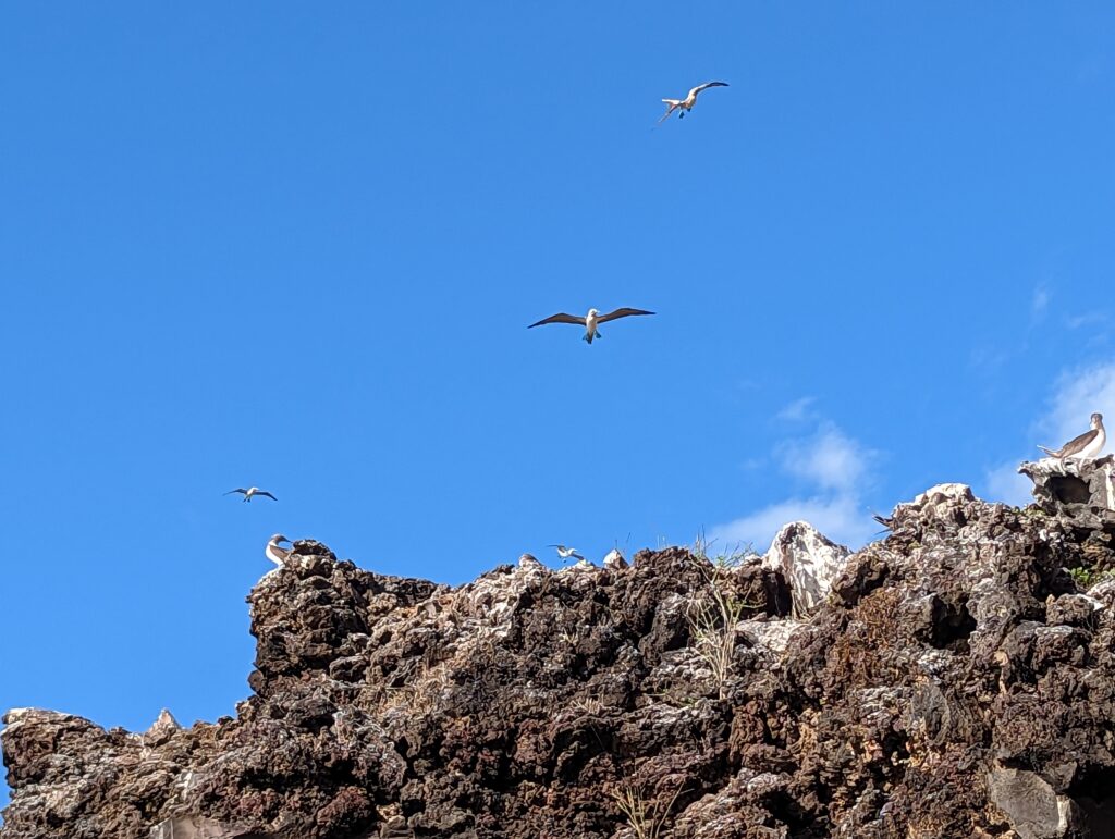 Nazca Boobies
