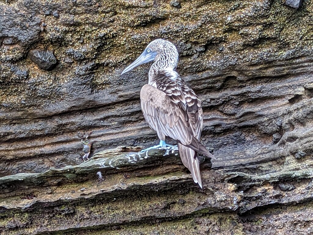 Blue footed boobie