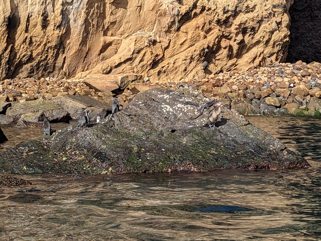 Galapagos Cormorant, Galapagos Penguins and marine iguanas