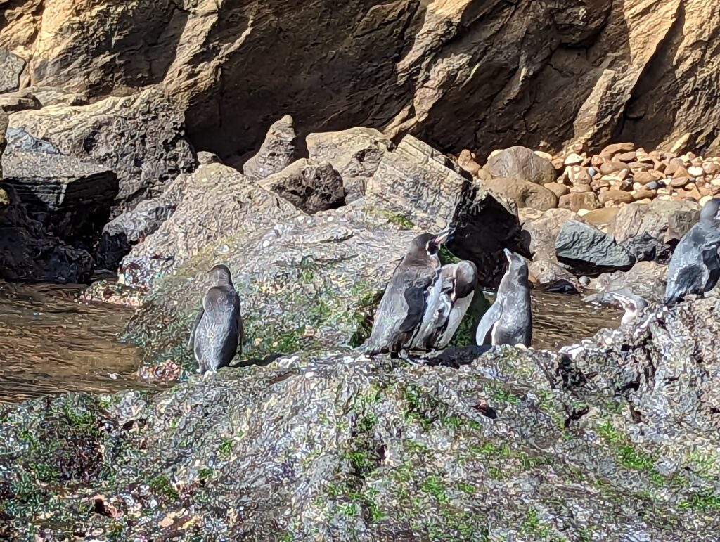 Galapagos penguins
