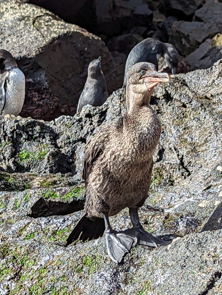 Flightless Galapagos Cormorant